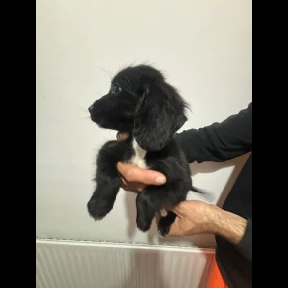 Cocker Spaniel (Working &amp; Show) - Both