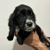 Cocker Spaniel (Working & Show) - Both