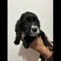 Cocker Spaniel (Working &amp; Show) - Both