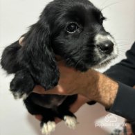 Cocker Spaniel (Working & Show) - Both