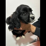 Cocker Spaniel (Working &amp; Show) - Both