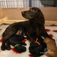 Cocker Spaniel (Working & Show) - Dogs