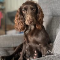 Cocker Spaniel (Working & Show) - Dogs