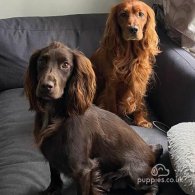 Cocker Spaniel (Working & Show) - Dogs