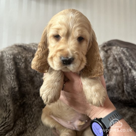 Cocker Spaniel (Working & Show) - Both