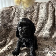 Cocker Spaniel (Working & Show) - Both