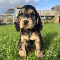 Cocker Spaniel (Working & Show) - Both