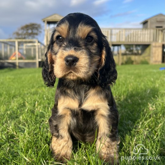 Cocker Spaniel (Working & Show) - Both