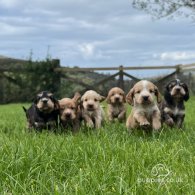 Cocker Spaniel (Working & Show) - Both