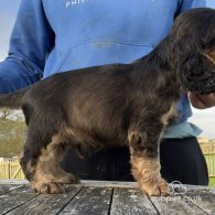 Cocker Spaniel (Working & Show) - Both