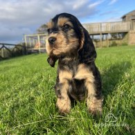 Cocker Spaniel (Working & Show) - Both