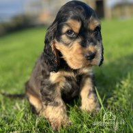 Cocker Spaniel (Working & Show) - Both