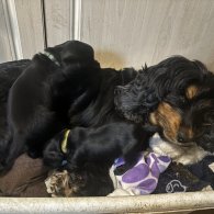 Cocker Spaniel (Working & Show) - Both