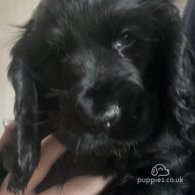 Cocker Spaniel (Working & Show) - Both