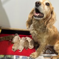 Cocker Spaniel (Working & Show) - Dogs