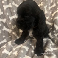 Cocker Spaniel (Working & Show) - Both