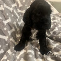 Cocker Spaniel (Working & Show) - Both