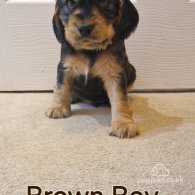 Cocker Spaniel (Working & Show) - Both