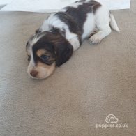 Cocker Spaniel (Working & Show) - Both