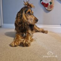 Cocker Spaniel (Working & Show) - Both