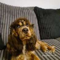 Cocker Spaniel (Working & Show) - Both