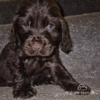 Cocker Spaniel (Working & Show) - Both