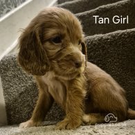 Cocker Spaniel (Working & Show) - Both