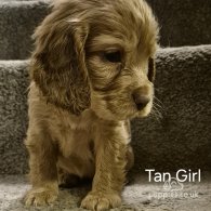 Cocker Spaniel (Working & Show) - Both