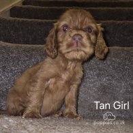 Cocker Spaniel (Working & Show) - Both