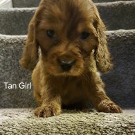 Cocker Spaniel (Working & Show) - Both