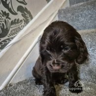 Cocker Spaniel (Working & Show) - Both