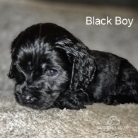 Cocker Spaniel (Working & Show) - Both