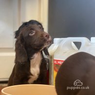 Cocker Spaniel (Working & Show) - Both