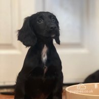 Cocker Spaniel (Working & Show) - Both