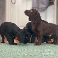 Cocker Spaniel (Working & Show) - Both