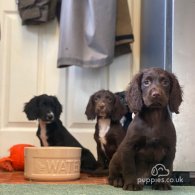 Cocker Spaniel (Working & Show) - Both