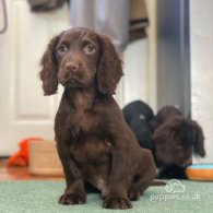 Cocker Spaniel (Working & Show) - Both