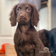 Cocker Spaniel (Working & Show) - Both