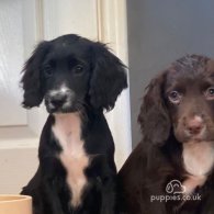 Cocker Spaniel (Working & Show) - Both