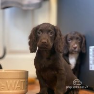 Cocker Spaniel (Working & Show) - Both