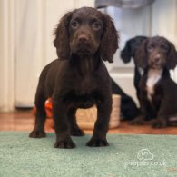 Cocker Spaniel (Working & Show) - Both