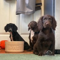 Cocker Spaniel (Working & Show) - Both