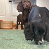 Cocker Spaniel (Working & Show) - Both