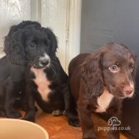 Cocker Spaniel (Working & Show) - Both