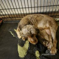 Cocker Spaniel (Working & Show) - Both