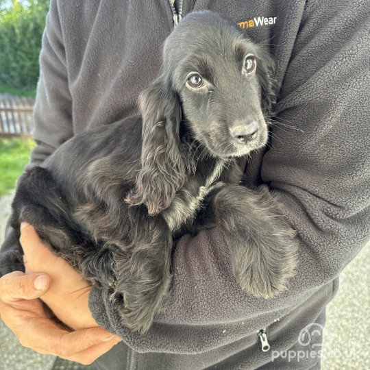 Cocker Spaniel (Working & Show) - Both