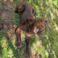 Cocker Spaniel (Working & Show) - Dogs