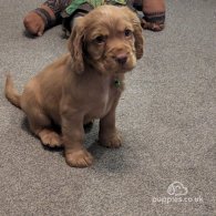 Cocker Spaniel (Working & Show) - Both