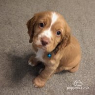 Cocker Spaniel (Working & Show) - Both