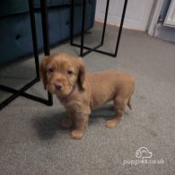 Cocker Spaniel (Working & Show) - Both